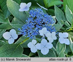 Hydrangea macrophylla Maculata