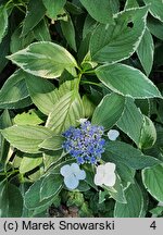 Hydrangea macrophylla Maculata