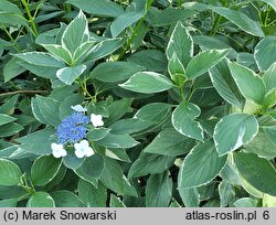 Hydrangea macrophylla Maculata