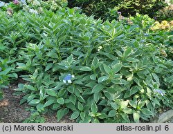 Hydrangea macrophylla Maculata