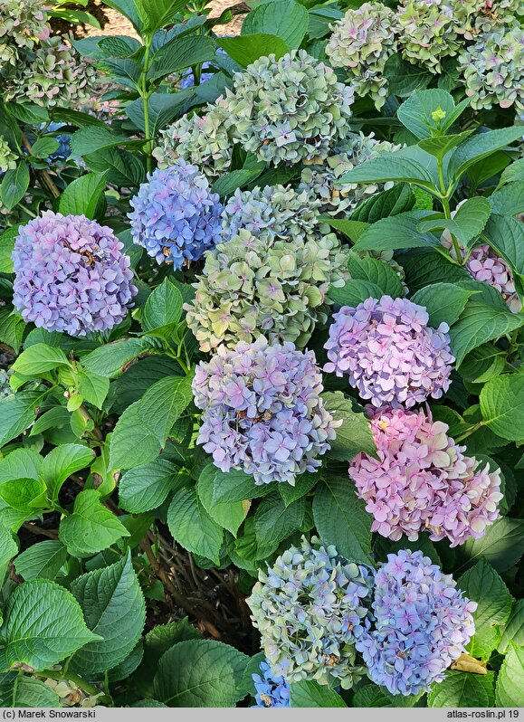 Hydrangea macrophylla Gartenbaudirektor Kühnert