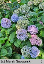 Hydrangea macrophylla Gartenbaudirektor Kühnert