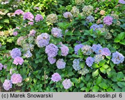 Hydrangea macrophylla Gartenbaudirektor Kühnert