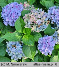 Hydrangea macrophylla Gartenbaudirektor Kühnert