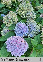 Hydrangea macrophylla Gartenbaudirektor Kühnert