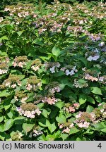 Hydrangea macrophylla Mariesii