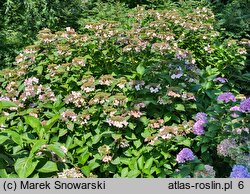 Hydrangea macrophylla Mariesii