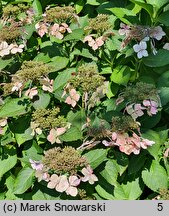 Hydrangea macrophylla Mariesii