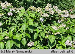 Hydrangea macrophylla Beaute Vendomoise