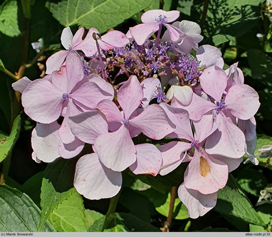 Hydrangea macrophylla Beaute Vendomoise