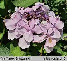 Hydrangea macrophylla Beaute Vendomoise