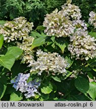 Hydrangea macrophylla Beaute Vendomoise