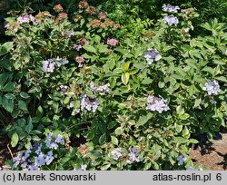 Hydrangea macrophylla Tricolor