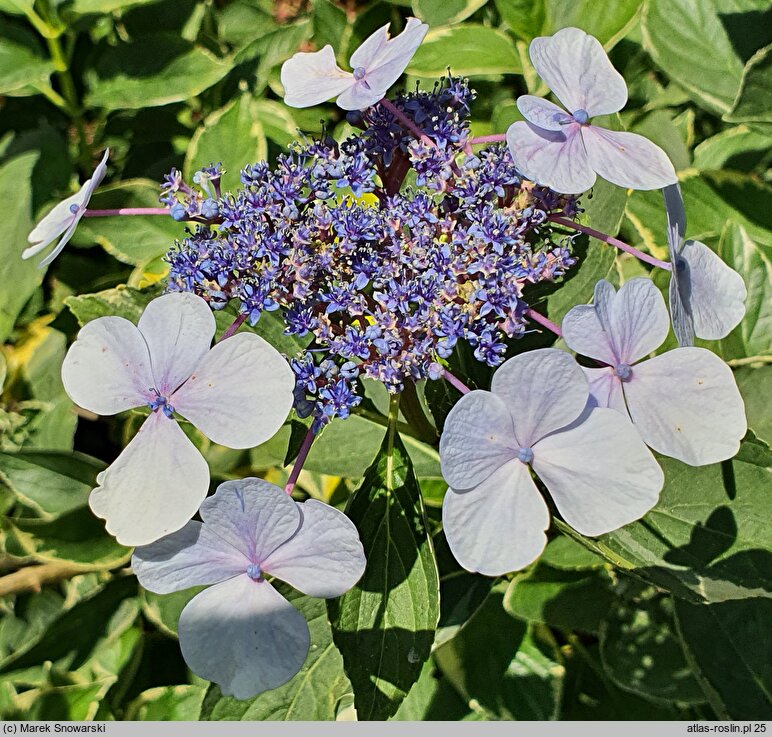 Hydrangea macrophylla Tricolor