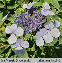 Hydrangea macrophylla Tricolor