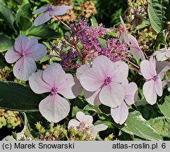 Hydrangea macrophylla Tricolor