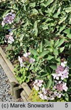 Hydrangea macrophylla Tricolor