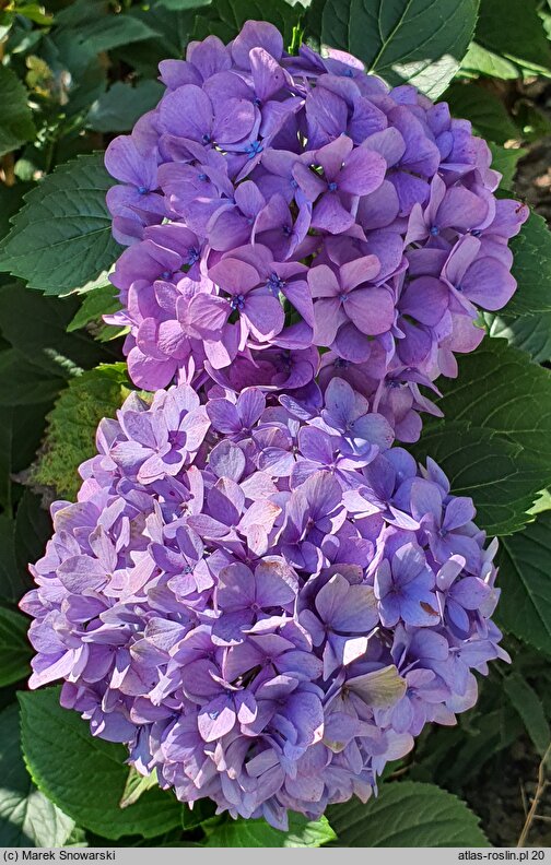 Hydrangea macrophylla Europa