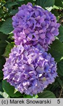 Hydrangea macrophylla Europa