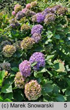 Hydrangea macrophylla Europa