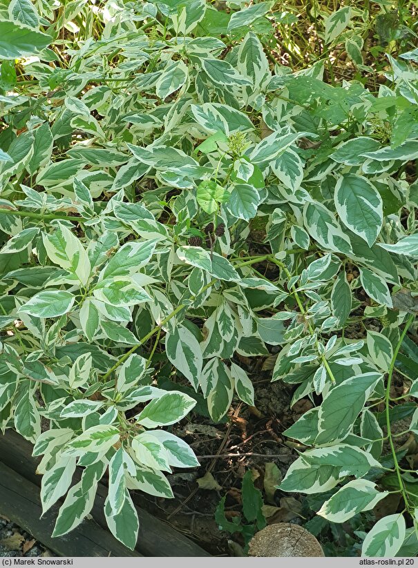 Cornus sericea White Gold