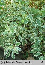 Cornus sericea White Gold