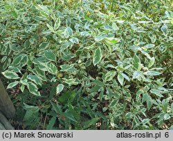 Cornus sericea White Gold