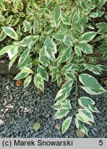 Cornus sericea White Gold