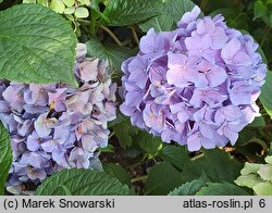 Hydrangea macrophylla Early Blue