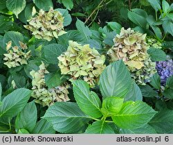 Hydrangea macrophylla Early Blue