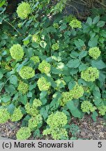 Hydrangea arborescens Bounty