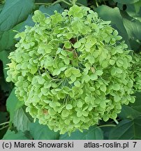 Hydrangea arborescens Bounty