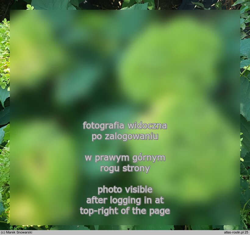 Hydrangea arborescens Bounty