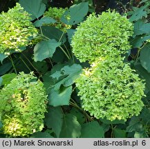 Hydrangea arborescens Bounty