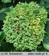 Hydrangea arborescens Bounty