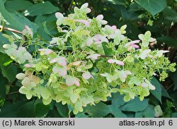 Hydrangea paniculata Unique