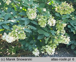 Hydrangea paniculata Unique