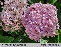 Hydrangea macrophylla Otaksa