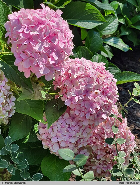 Hydrangea macrophylla Otaksa