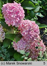 Hydrangea macrophylla Otaksa