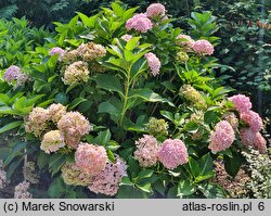 Hydrangea macrophylla Otaksa