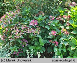 Hydrangea macrophylla Rotschwanz