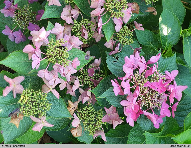 Hydrangea macrophylla Rotschwanz