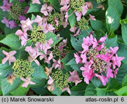 Hydrangea macrophylla Rotschwanz