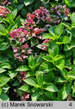 Hydrangea macrophylla Rotschwanz