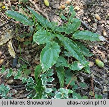 Epimedium wushanense (epimedium wuszańskie)