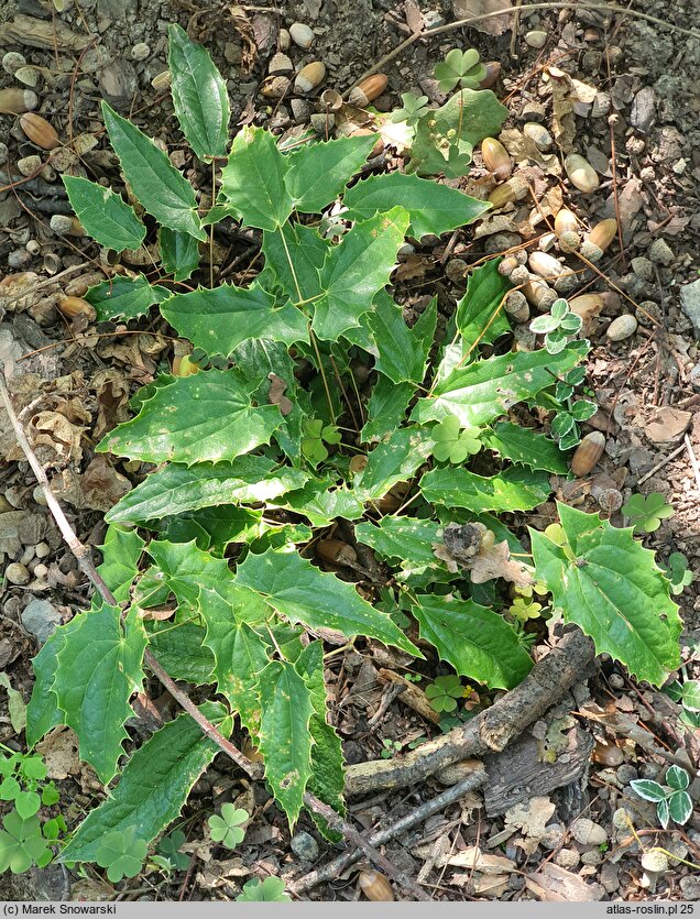 Epimedium wushanense (epimedium wuszańskie)