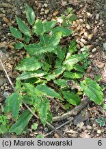 Epimedium wushanense (epimedium wuszańskie)