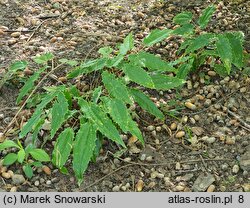 Epimedium wushanense (epimedium wuszańskie)