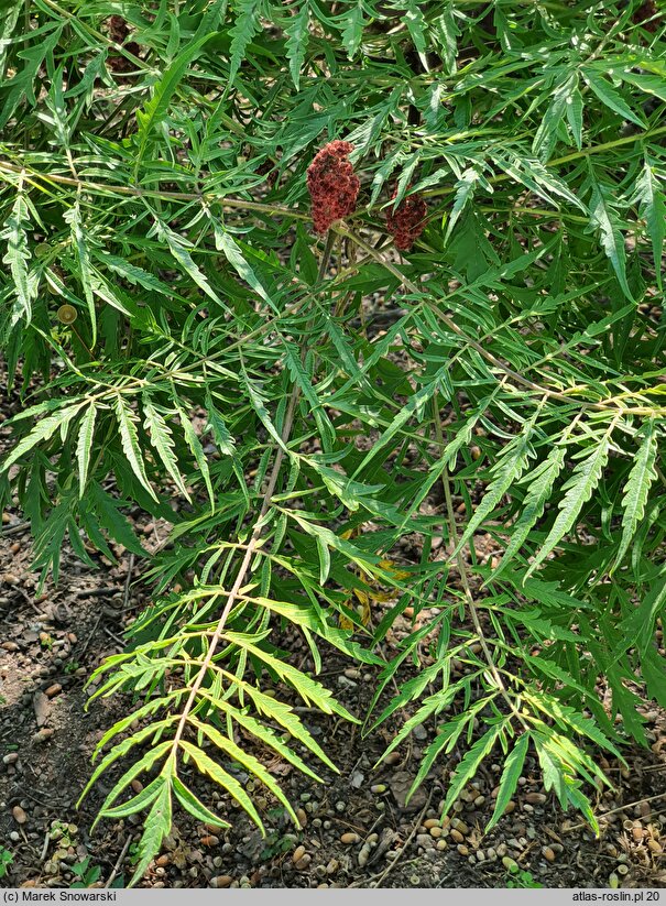 Rhus typhina Baltiger